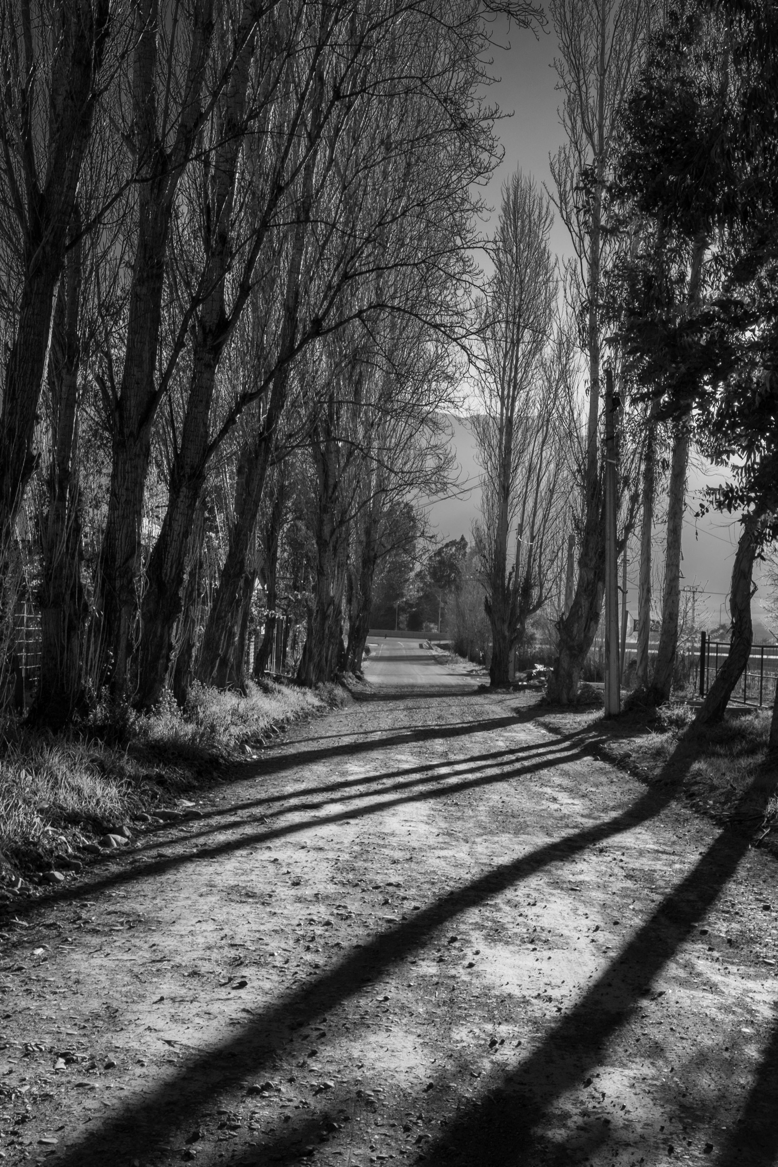 Un camino de tierra entre álamos, con las sombras largas de la tarde y la cordillera al fondo
