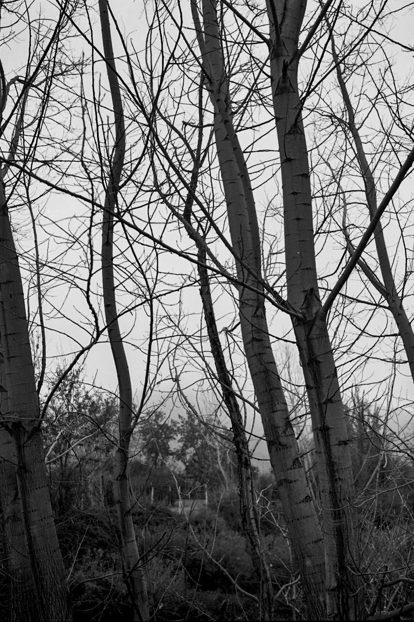 Troncos desnudos de invierno, enredados de ramas, contra el cielo