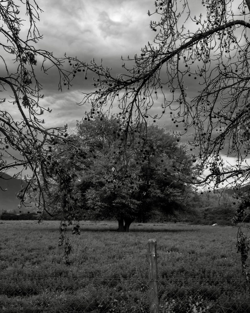 Un árbol en medio de un campo, enmarcado por ramas